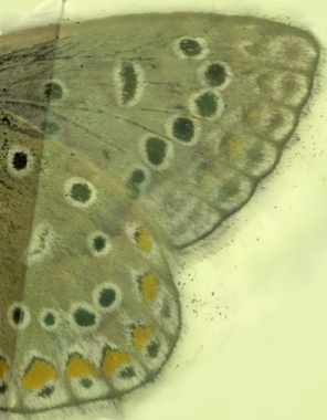 Ceci est un papillon bleu