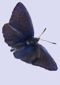 Ceci est un papillon bleu
