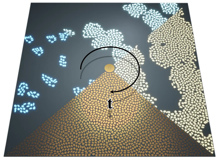 Introducing Morphogenetic Metasurfaces