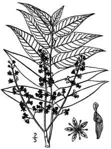 Ailanthus altissima