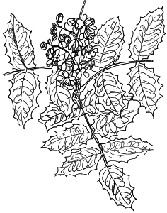 Berberis aquifolium