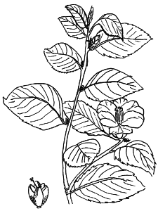 Camellia japonica