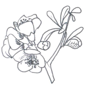 Chaenomeles japonica