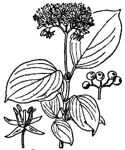 Cornus sanguinea