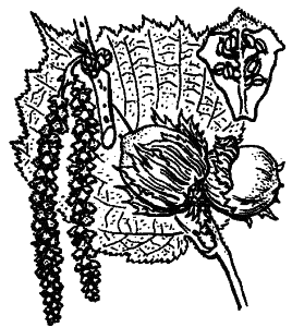 Corylus avellana
