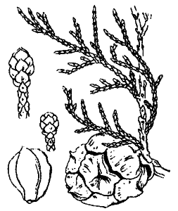 Cupressus sempervirens