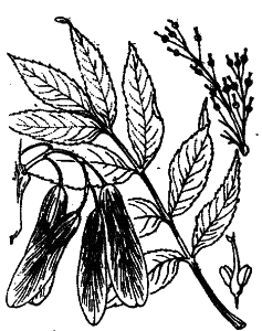 Fraxinus excelsior