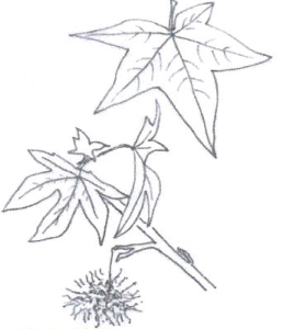 Liquidambar styraciflua