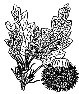 Quercus cerris