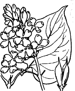 Syringa vulgaris