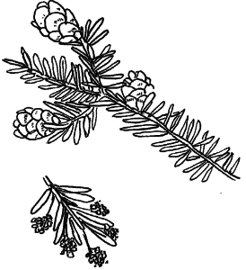 Tsuga heterophylla
