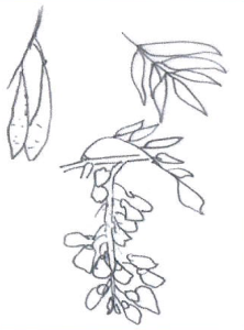 Wisteria sinensis
