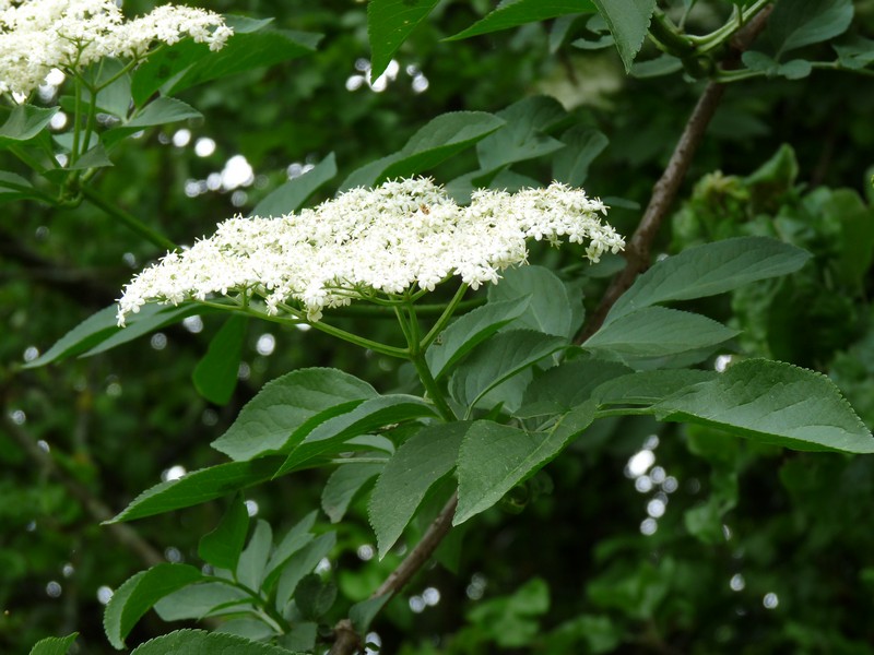 Fleurs de sureau noir (Sambucus nigra)
