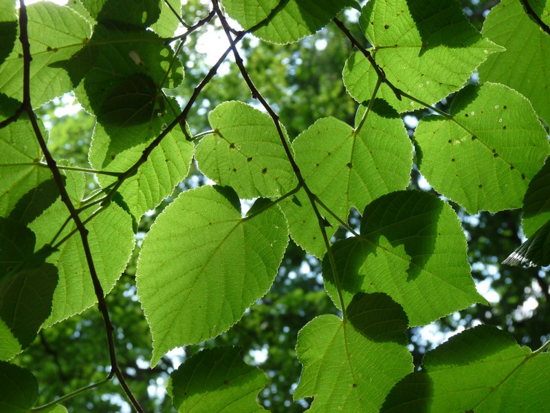 Définition  Tilleul à petites feuilles - Tilia cordata - Tilleul
