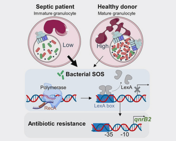 publication resinfit septic patients