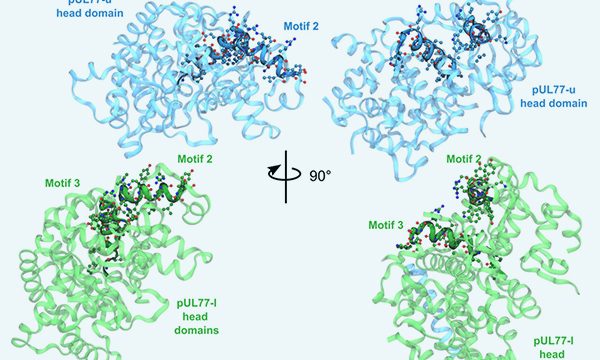 Publication RESINFIT HCMV Sept 2025