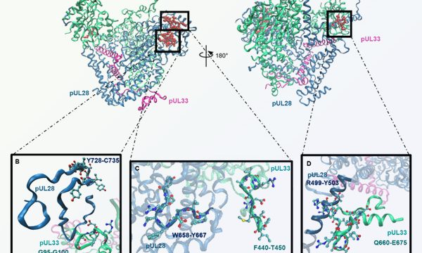Publication HCMV resinfit novembre 2025