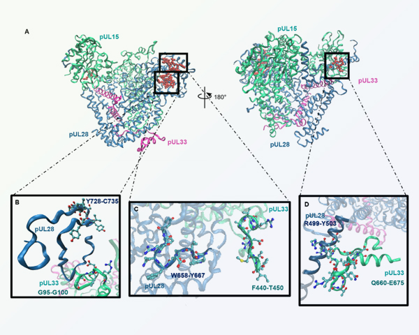 Publication HCMV resinfit novembre 2025