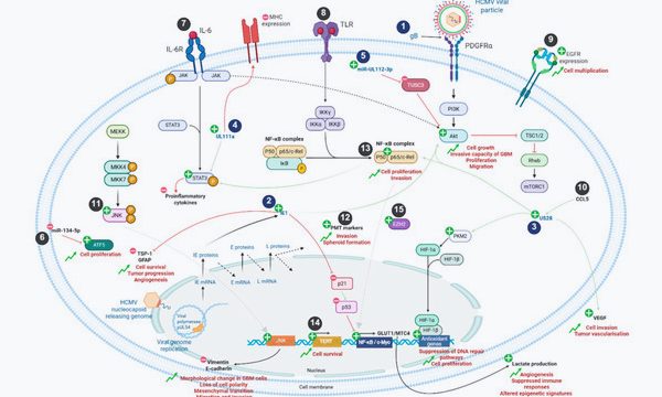 Publication RESINFIT Décembre 2025 CMV