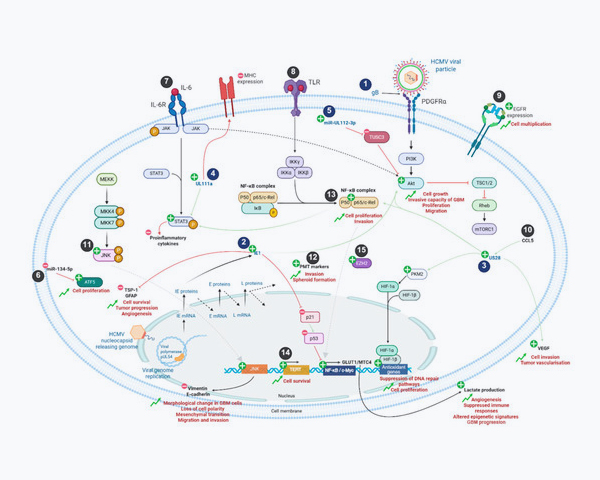 Publication RESINFIT Décembre 2025 CMV