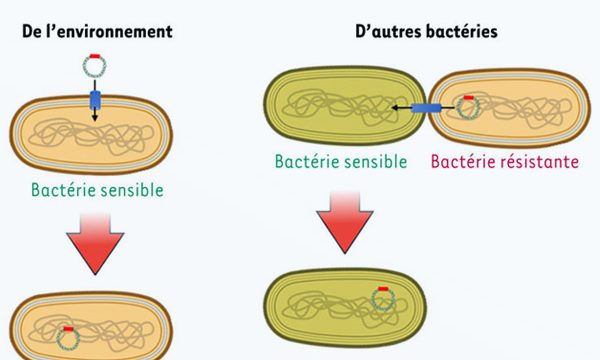 Publication RESINFIT Médecine Sciences