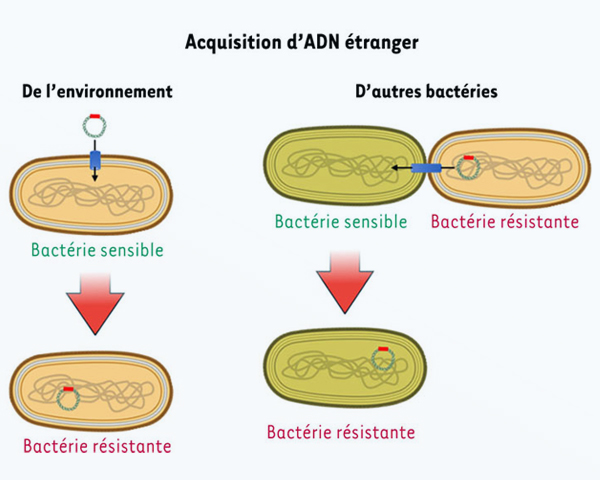 Publication RESINFIT Médecine Sciences