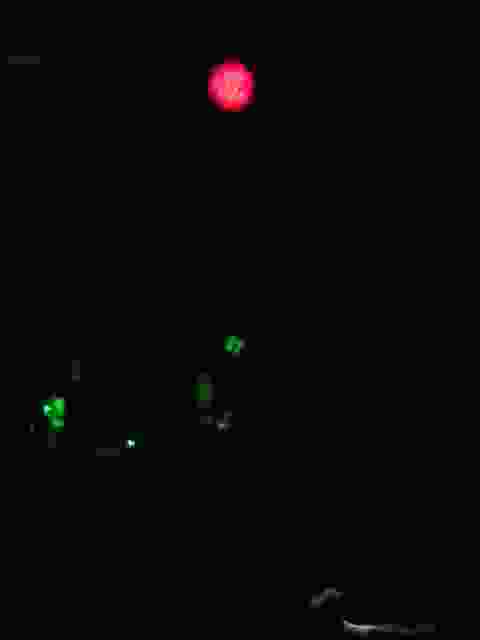 Enlarge IMG_1322.JPG