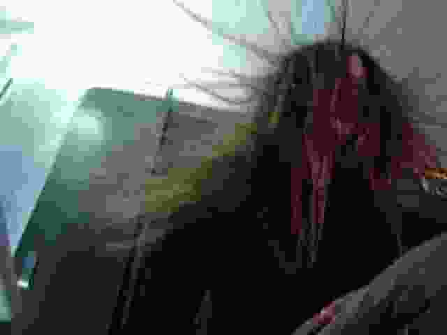 Enlarge beaulieu032.jpg