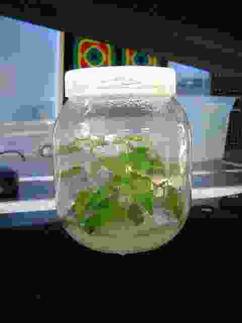 Enlarge Neuvic_62.JPG