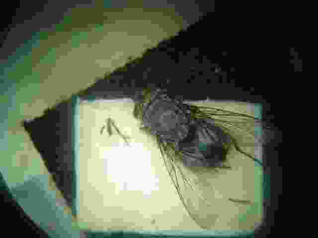 Enlarge solignac018.jpg