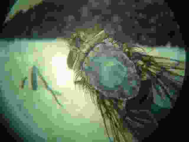 Enlarge solignac019.jpg