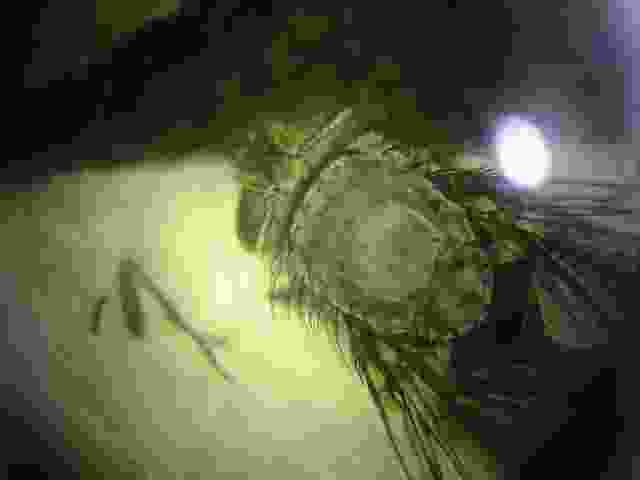 Enlarge solignac020.jpg