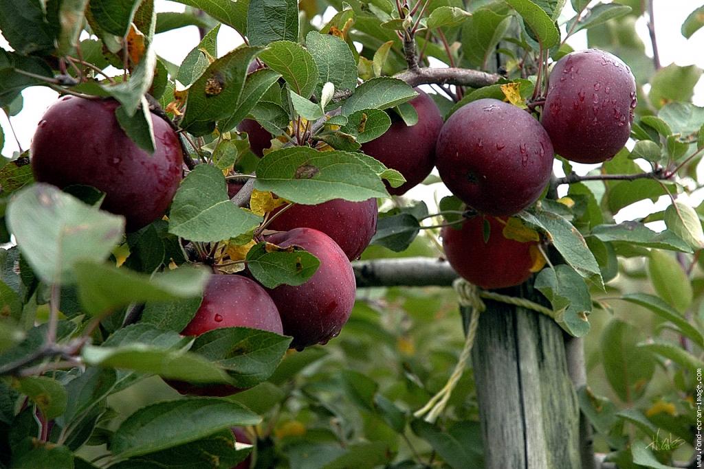 Fête de la Pomme de Garde - Station Universitaire du Limousin