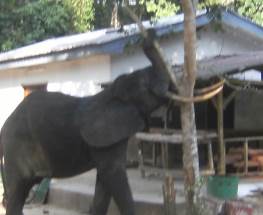 Éléphant en conflit avec la population qui vient manger les pamplemousses dans le village (Mokeko).Source : Photo prise par l’auteur