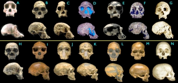 Fossil hominid skulls, Smithsonian Institution, 2000.
