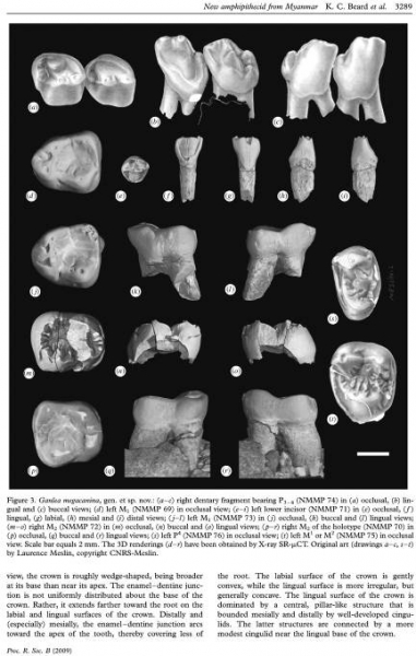Figure 2 : Page extraite de K. C. Beard, L. Marivaux, and Al, A new primate from the Eocene Pondaung Formation of Myanmar and the monophyly of Burmese amphipithecids, Proceedings of the Royal Society of London, 2009, B 276 : 3285-3294, p. 3289. (Tous droits réservés)