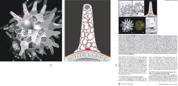Figure 4 : (1) A gauche, image composite associant l’image source d’un œuf de cione à une analyse graphique numérique ; à droite, une représentation en coupe frontale d’une cellule folliculaire. Collaboration Stephen Baghdiguian et Laurence Meslin - 2007. (2) Page extraite de la publication de C. Martinand-Mari and Al.Topological control of life and death in non-proliferative epithelia, PLoS ONE 4(1) : e4202, 2009, p. 3. (Tous droits réservés)