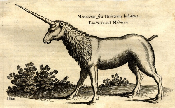 Figure 3 : Gravure tiré des Historiae Naturalis de Jan Jonston (1650-1652)