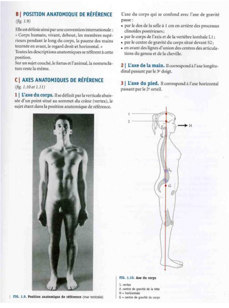 Fig. 3 : P. Kamina, Anatomie clinique, tome 1, Anatomie générale, Paris, Ed. Maloine, 2008, p. 9. Position anatomique de référence.