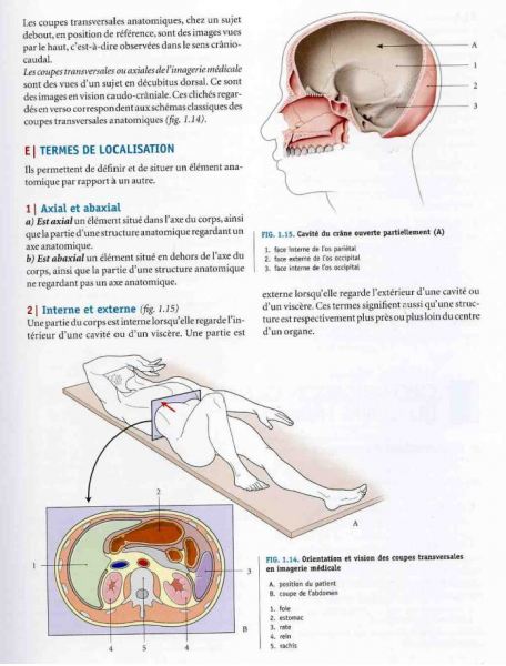 Fig. 4 : P. Kamina, Anatomie clinique, tome 1, Anatomie générale, Paris, Ed. Maloine, 2008, p. 11. Orientation et vision des coupes transversales en imagerie médicale