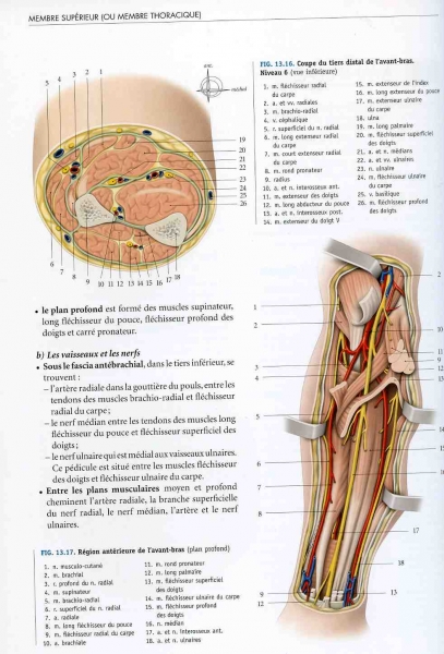 Fig. 5 : P. Kamina, Anatomie clinique, tome 1, Anatomie générale, Paris, Ed. Maloine, 2008, p. 336. Région antérieure de l’avant-bras.