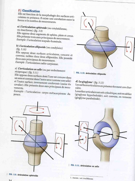 Fig. 6 : P. Kamina, Anatomie clinique, tome 1, Anatomie générale, Paris, Ed. Maloine, 2008, p. 34. Articulation sphéroïde, ellipsoïde et en selle.