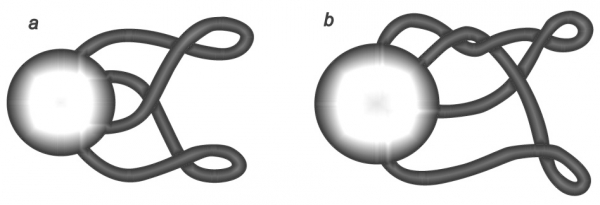 Figura 7. Il nodo a trifoglio (a) e il nodo a otto (b) formano il contorno di una superficie.