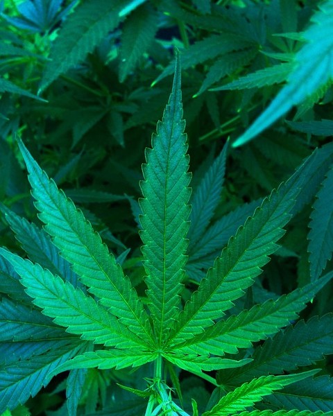 Cannabis : faits et méfaits