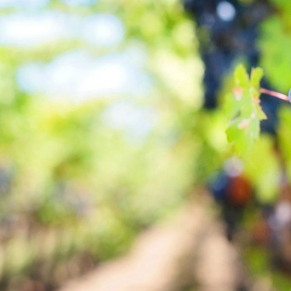 Couleur du vin | Les travaux de Patrick Trouillas distingués dans une prestigieuse revue