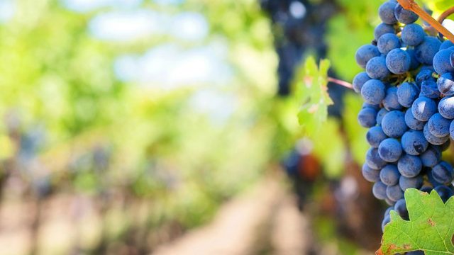 Couleur du vin | Les travaux de Patrick Trouillas distingués dans une prestigieuse revue