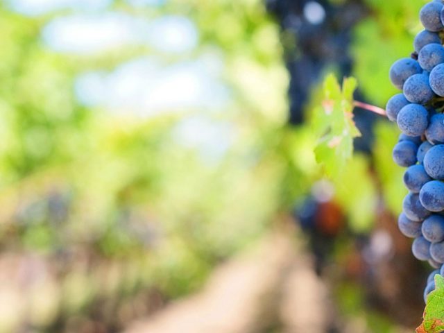 Couleur du vin | Les travaux de Patrick Trouillas distingués dans une prestigieuse revue