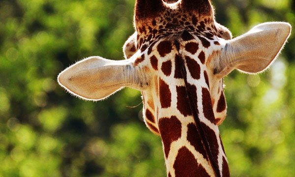 Pour la première fois en France, des étudiants se voient remettre un DU de droit animalier !