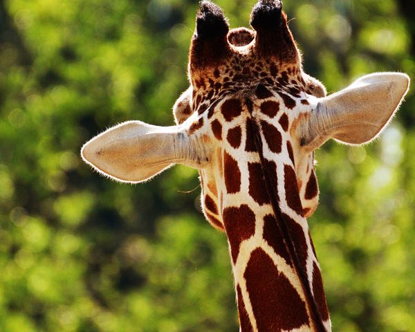 Pour la première fois en France, des étudiants se voient remettre un DU de droit animalier !