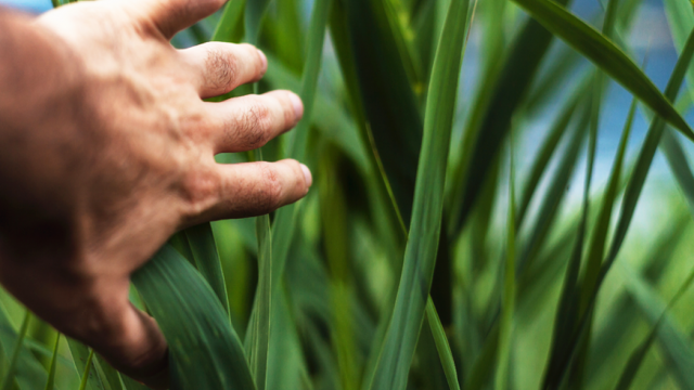 Formation Mooc production alimentaire respectueuse durable